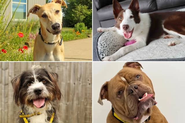 All these dogs are searching for their forever homes.