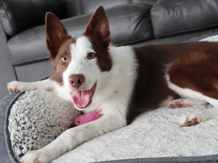 Penne is a youngster who will thrive with loving adopters who enjoy an active lifestyle and spending plenty of interaction time with their dog. Adopters who are passionate about training and can provide positive outlets to keep her mentally and physically stimulated will be paw-fect match. This beautiful girl is looking for a home situated in a calmer area away from busy roads and can offer the space of a garden.