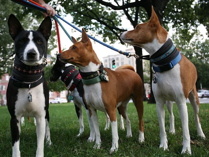 Famously the only breed of dog that doesn't bark (it makes an odd yodelling noise instead), the American Kennel Club advises that crate training is an obsolute must when it comes to this unusual breed. Characterised as "having a stubborn streak a mile wide" they use their notable intelligence to get what they want - even if it isn't what their owner wants.
