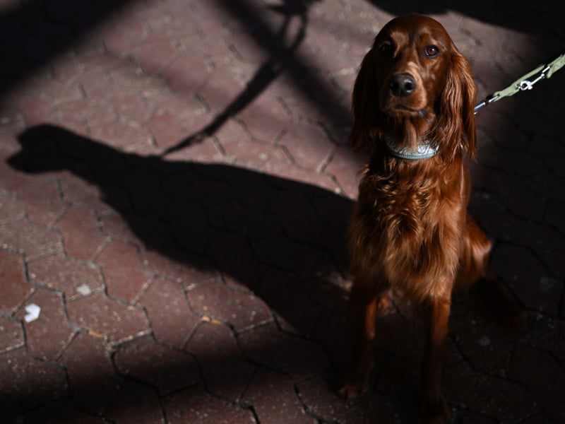 The Red Setter has such energy levels that it finds it difficult to concentrate on training for more than a short period of time. They also take longer than most breeds to mature, so will also retain their puppish naughtiness for longer.