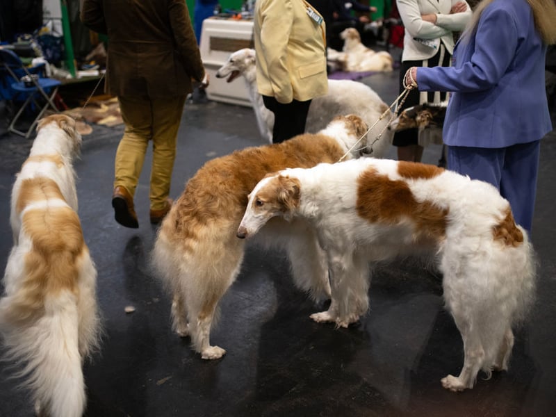 The long-nosed Borzoi will seem to be eager to please but won't necessarily manage to do so. The American Kennel Club's explanation for this is that "in their quiet, catlike way they can be stubborn, and training is best accomplished with patience, consistency, and good humor."