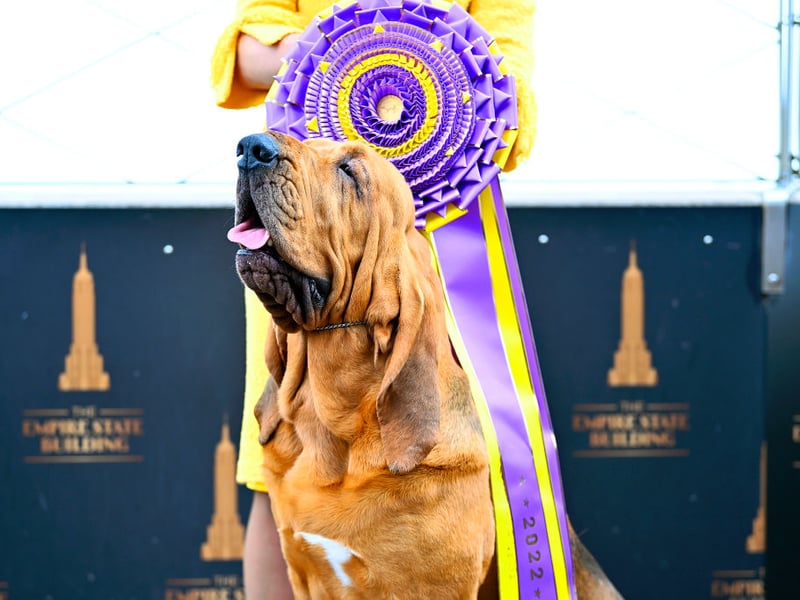 Bloodhounds are adorable and good-natured dogs but their incredible sense of smell can distract them from whatewver you are asking them to do. They can also be lazy, lacking any real motivation to learn. 