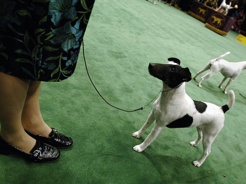 These feisty terriers are alert and independent, often ignoring commands when something more interesting catches their attention. Their energy and tenacity require firm, consistent training methods - otherwise they'll just run rings around their owner (and the park, the garden, the living room...)