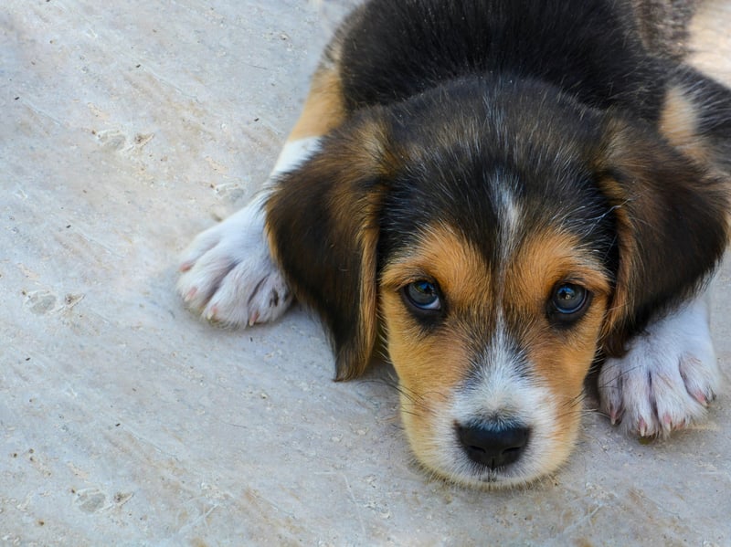 Now we're moving onto the breeds who might need enrolled into obedience school. Beagles look like butter wouldn't melt in their mouth, but this as a breed whose sheer naughtiness and independent spirit makes them difficult to train. They'll make you laugh with their antics, but even if they've obeyed a command 10 times in a row, there's every chance they will ignore it the next 10 times.