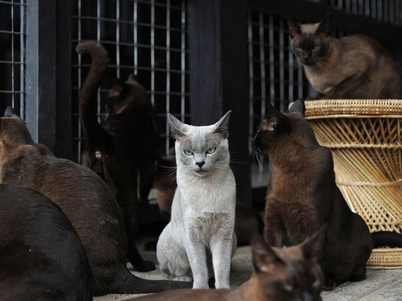 Burmese cats are people-oriented and loving - known for creating deep and unbreakable bonds with their owners. These kitties love companionship and interaction, so are a great per for beginners who are looking for a playful and loyal cat.