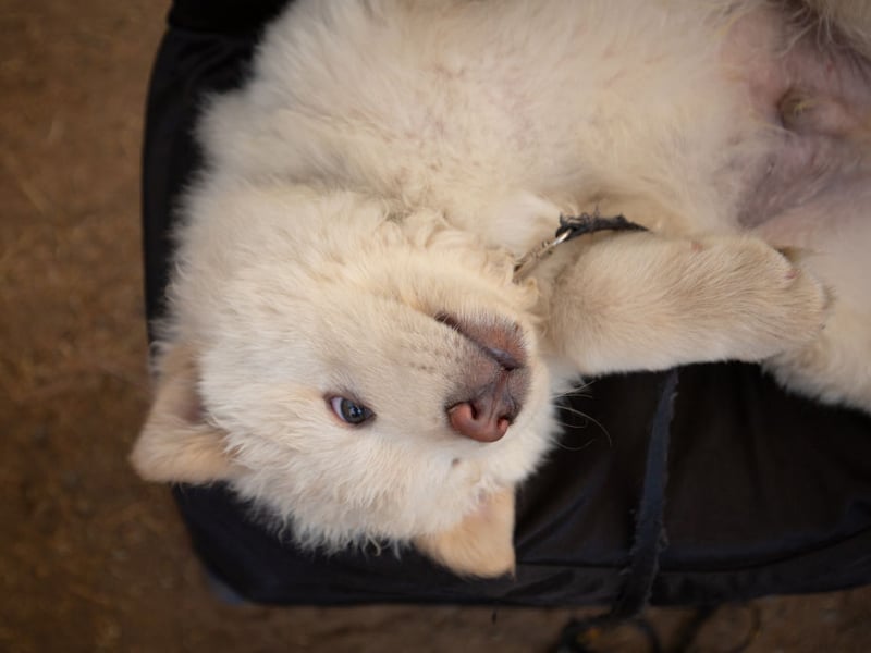 Chow Chows are a very mild-tempered dog, but are another dog described by the American Kennel Club as "aloof". So they'll always be very pleasant about ignoring every word you say.