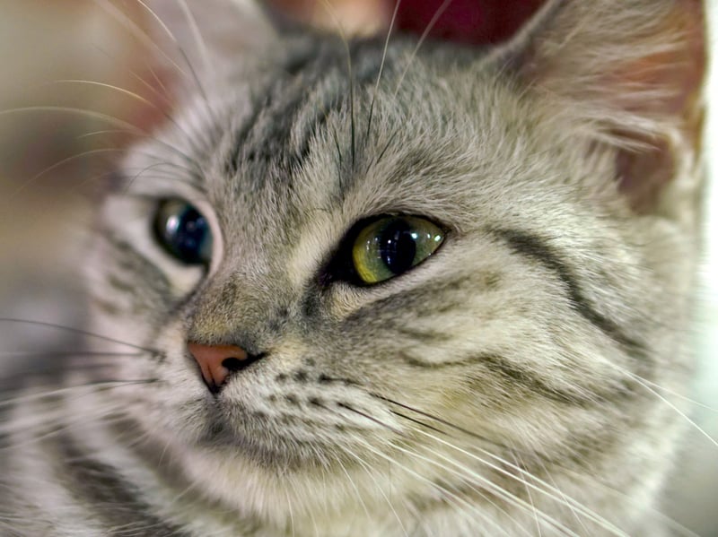 Low-maintenance, naturally healthy, and adaptable to whatever life has to throw at them, the American Shorthair is the ultimate beginner’s choice. The have a supremely chilld temperament and don't need much in the way of grooming. These kitties are maybe the the easiest of breeds for inexperienced cat owners.