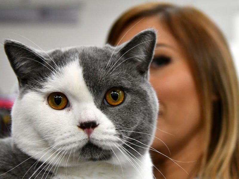 British Shorthairs are the pedigree version of the traditional British domestic cat - and the most popular cat in the UK. Calm and affectionate but not overly needy, these cats are idealfor beginners wanting a low-energy cat. Their plush coats are simple to manage, and they fit easily into your family life. They are very nearly as easy to look after as their similarly-named American cousins. 