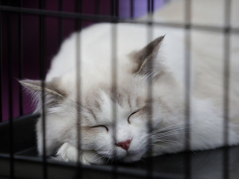 Famously gentle and loving, the Ragdoll is a wonderful entry-level pet. They enjoy being handled and adapt easily to different homes. Their long fur requires brushing, but their calm personalities make them one of the best beginner cats.