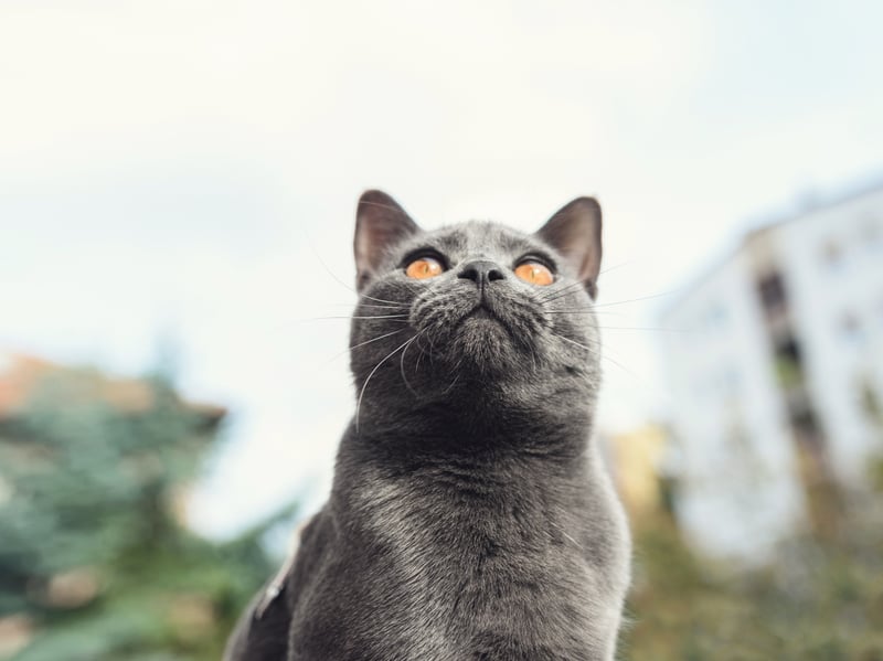 The Chartreux is a quiet, gentle, and loyal cat that are happy in their own company - affectionate but not often clingy. That beautiful coat is low maintenance and they remain calm at all times - there are no negative traits that should be of concern to an inexperienced new cat parent.