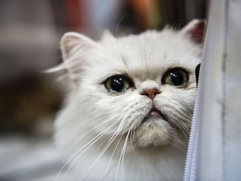The Exotic Shorthair cat makes it a clean swoop for Shorthairs on the podium for best cats for newbie owners. With a Persian-like personality but a short, easy-to-care-for coat, Exotic Shorthairs are affectionate, sweet, and relaxed. They’re a wonderful match for new cat owners who want a cuddly companion without grooming challenges.