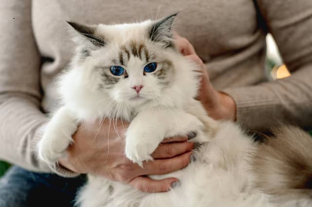 Ragdolls are one of the best cat breeds for beginners.