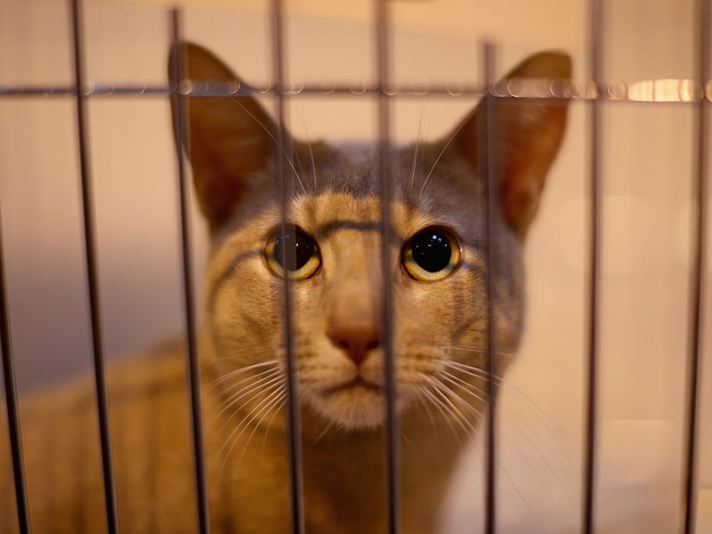 Abyssinians are curious, playful, and intelligent. They enjoy climbing and exploring but adapt well to engaged households. That glorious short coat requires little grooming so you'll not need appointments at the local pet parlour.