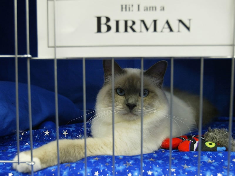 Another wonderfully affectionate and easygoing cat, Birmans love being sociable but are rarely a nuisance. Their coats are silky which means they are easier to keep under control than other longhaired breeds. If you are looking for a perfect balance of beauty and friendliness in a first cat, this could be the breed for you. 