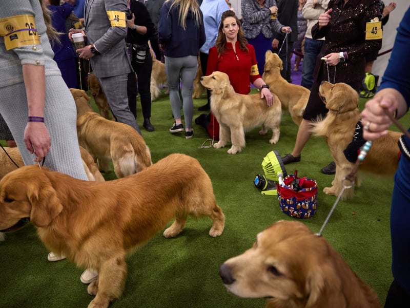 Golden Retrievers are gentle, patient, and affectionate. Their calm demeanor and high trainability make them ideal for novice owners, especially families or individuals seeking a loyal, loving companion.