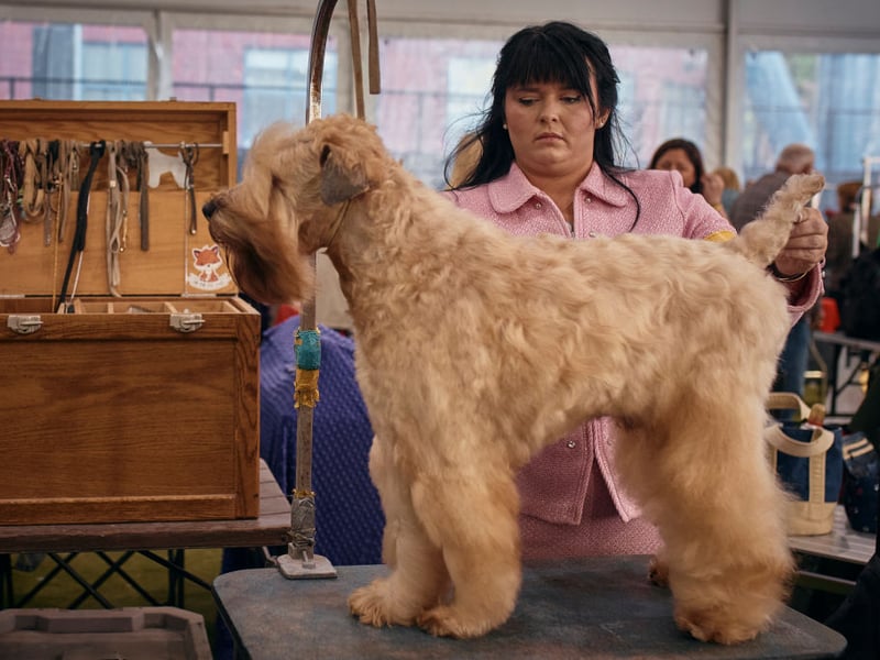 Adaptable to city, country or suburban life, the Soft Coated Wheaten is medium-sized breed of dog that is more easygoing that many of their terrier cousins. They need a decent amount of daily exercise and make a great first-time dog for a family.