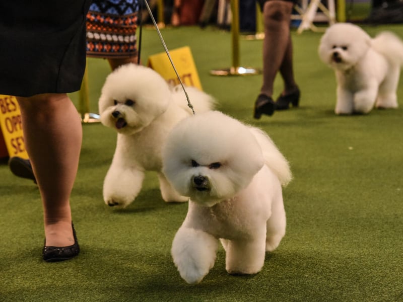 Ideal for those living in a city flat who are looking for a first dog, the Bichon Frise is a cloud-like bundle of fun that is dedicated to its owner by default. They only need moderate exercise so a local park will do them fine most of the time. The only challenge is that, unless you're handy with a pair of clippers, they will need regular trips to the groomer to keep their coats immaculate.