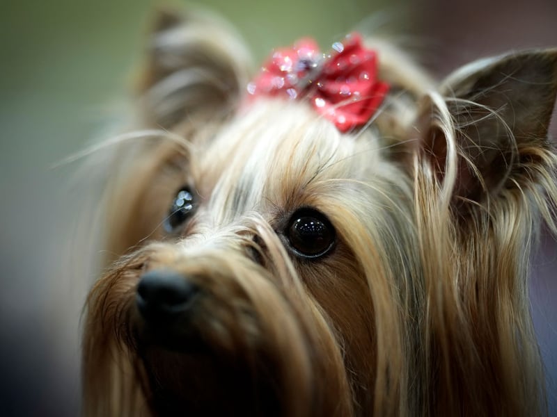 For those looking for a classic lapdog that will spend the majority of their time curled up as close to you/on top of you as possible then may we introduce you to the Yorkshire Terrier. Make sure to be on top of your training though - unless you want your dog to be vocal. They'll also need regular visits to the groomer, so make sure you include that in your doggy budget.