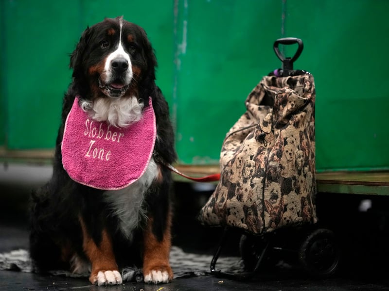 If you are a first time owner keen to go 'extra large' then the Berenese Mountain Dog is probably your best option. Easy-going, eager-to-please and gentle, their intelligence makles them relatively easy to train. They are good with kids too, and surprisingly lazy. Their hair is the only part of thme that's fairly high maintenance - there's a lot of it and they need regular brushing (while your carpet will need regular hoovering).