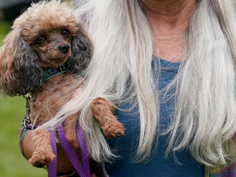 We're starting with the best dog breeds for inexperienced first time owners. Poodles are incredibly intelligent dogs and have hypoallergenic coats - explaining their huge popularity around the world. They even come in three sizes - Standard, Miniature and Toy - so there's guaranteed to be one to suit your home and lifestyle.