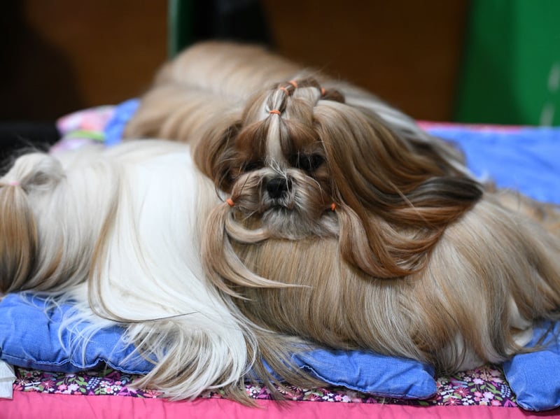 A perfect first pet for somebody looking for a house dog, the Shih Tzu is a friendly breed that needs little in the way of space or exercise. They are also highly intelligent and easy to train.