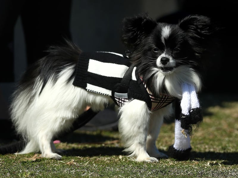 The Papillon is arguably the best small dog breed for new dog owners - particularly those with limited space. They are friendly and happy dogs, who are demonstrative and show very little aggression. 