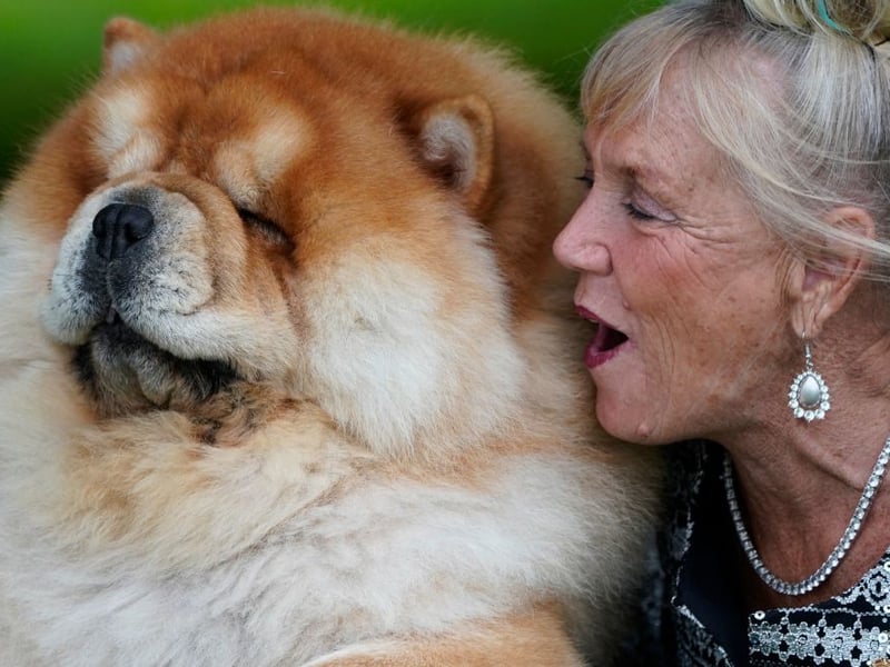 It's hard to resist the teddy bear looks of the Chow Chow, but that's what those who haven't trained dogs before should do. They need to be socialised regularly early on and you need to work hard to earn their respect and loyalty.