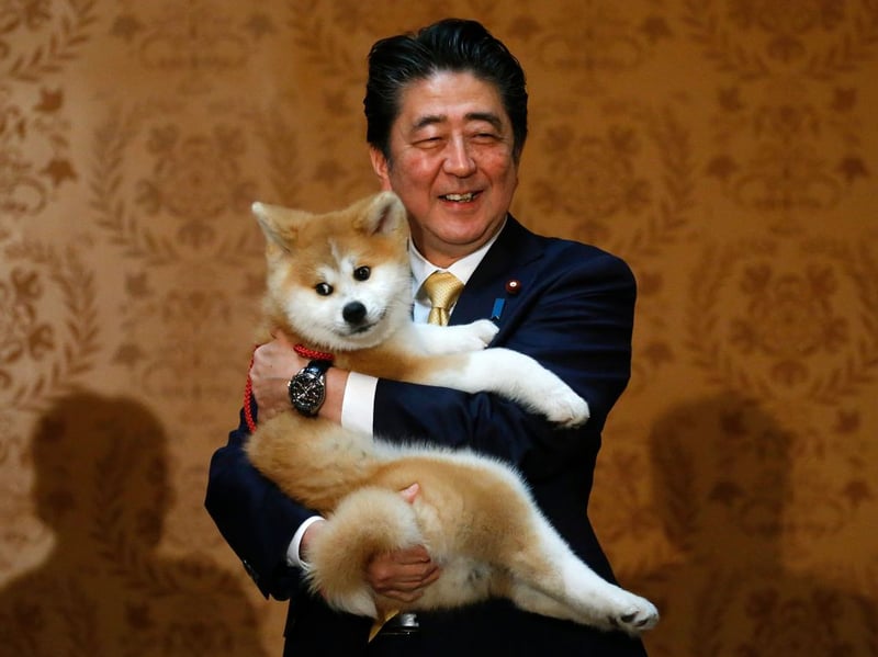 A large and muscular bred that delights in testing the boundaries, the Akita is another breed that responds to an iron will. Let your training slide and this breed can become unruly and difficult.