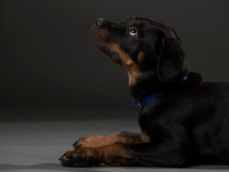 The Rottweiler sometimes get unfairly labelled as an agressive breed when they can, in fact, often be a gentle and loyal pet. They are very strong though and need to be in no doubt as to who is in charge. In short they need confident owners who will not have their authority challenged.