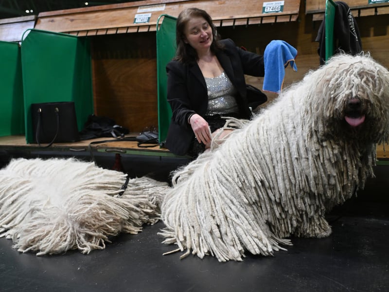 The UK Kennel Club warns that the Komondor, a breed originally from Hungary, has a "forbidding temperament, distrustful of strangers and strongly territorial". That dense corded coat may look amazing, but this is a breed that needs a strong hand and complete authority to ensure it doesn't turn aggressive.