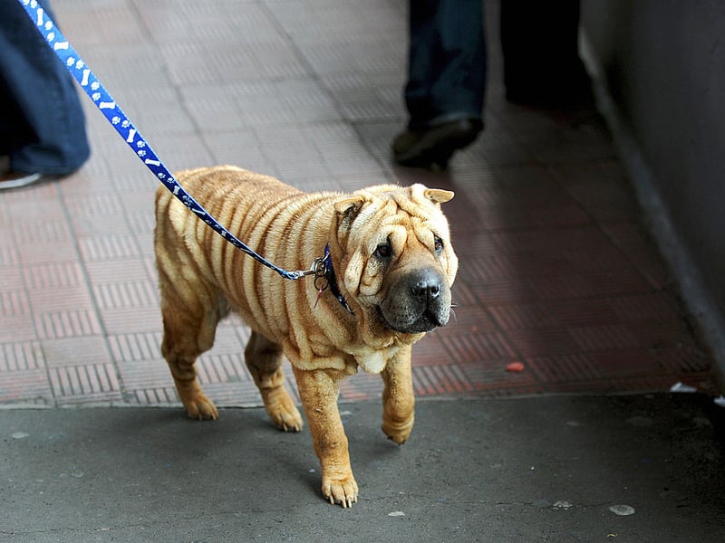 Now we are moving onto the breeds of dog best for those with a bit more canine experience. Those adorably wrinkled faces may look cute and friendly bit don't be fooled - the Shar-Pei is a stubborn breed that often takes every trick in the book to train. If you don't know dogs, the frustration could put you off them for life.