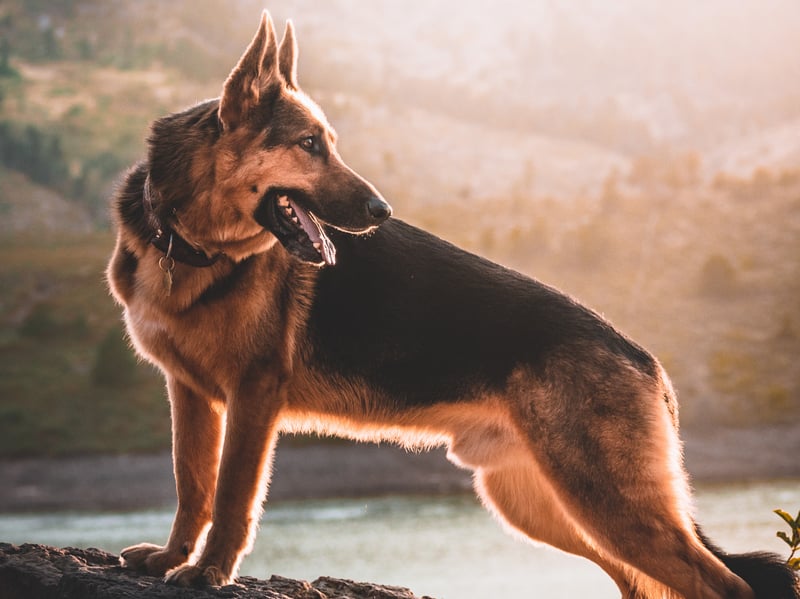 They may be a common breed familiar to most, but first time owners should have a long hard think before welcoming a German Shepherd into their homes. They need a huge amount of mental and physical stimulation so unless you are prepared to put in the time look elsewhere for a four-legged friend.