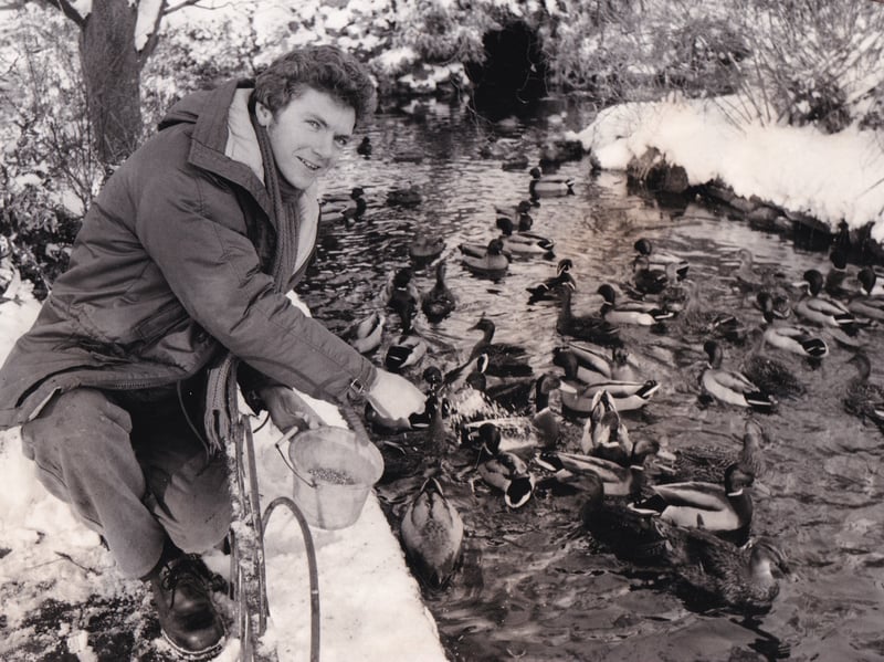 December 1981 and gardener Trevor Bailey makes sure  the ducks at Canal Gardens get two meals a day and have enough ice-free water for a swim.