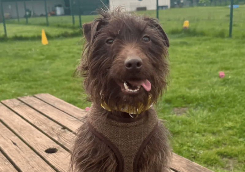 Rosie is a whirlwind of fun and energy and will run and play all day if she is allowed! Her new family will need to be active enough to keep up with her and experienced with energetic Terriers. She is a very intelligent girl and does require further training so an experienced home with the time and patience to help her is a must.