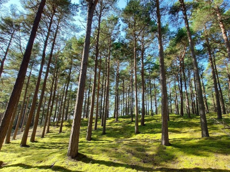 If you see a scene where warriers are marching through woodland, then there's every chance that it was shot in Culbin Forest.