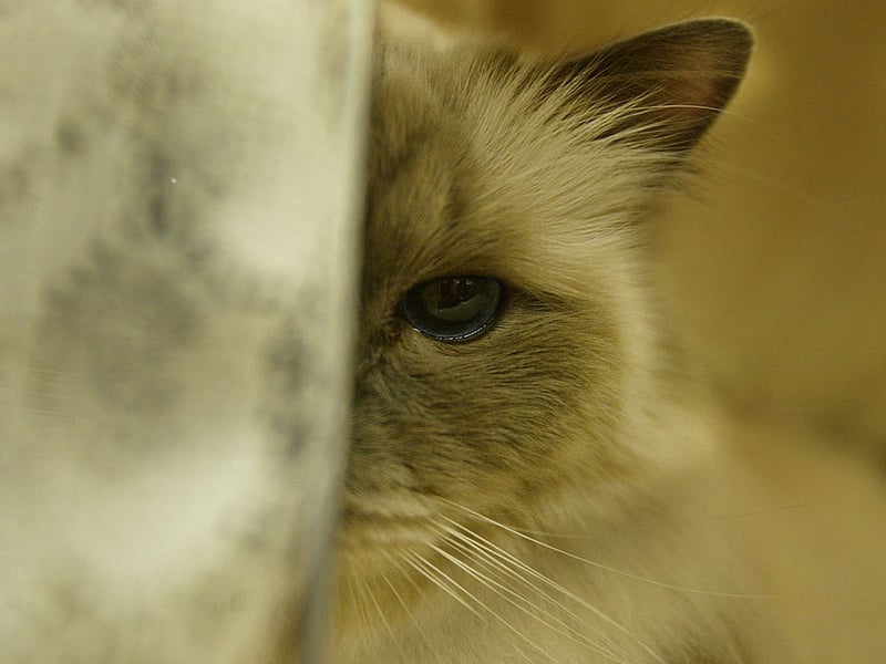 The affectionate Birman requires a reasonable amount of activity to stay happy and healthy but nothing that they can't get from tearing around your home. They love humans - particularly children - and love exploring every inch of their indoor environment.