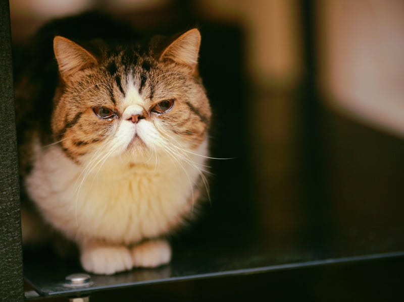 The Exotic Shorthair is essentially a Persian with a short back and sides and so shares most of that breed's attributes - including being delighted to just chill at home. The bonus is that they need less grooming that their hirsute cousins.