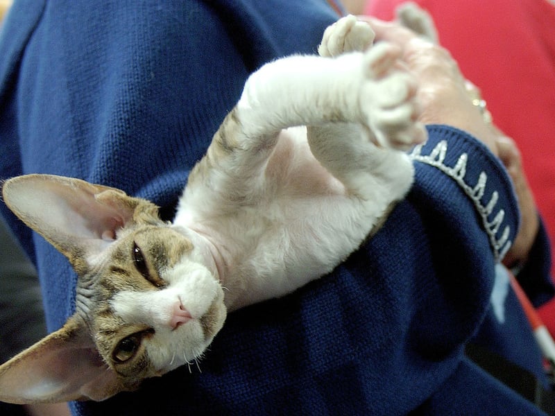 Devon Rex cats are playful, curious, and highly people-oriented. Their lively personalities suit indoor homes filled with climbing opportunities, toys, and frequent interaction to keep them mentally stimulated.