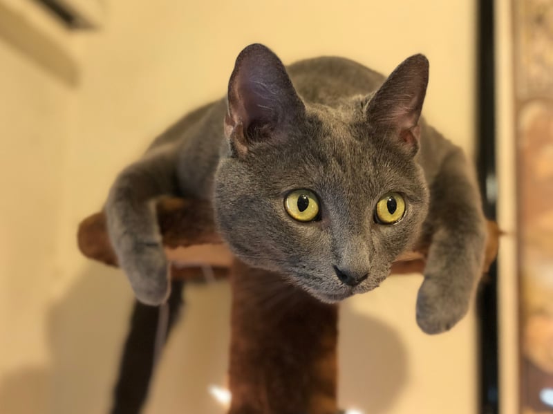 Give a Russian Blue a few toys, a climbing tree and a few perches and they'll happily play indoors all day with little in the way of curiosity about the outside world (and we all know what curiousity did to the cat). This is another cat that loves the predictable routines that come with indoor living.