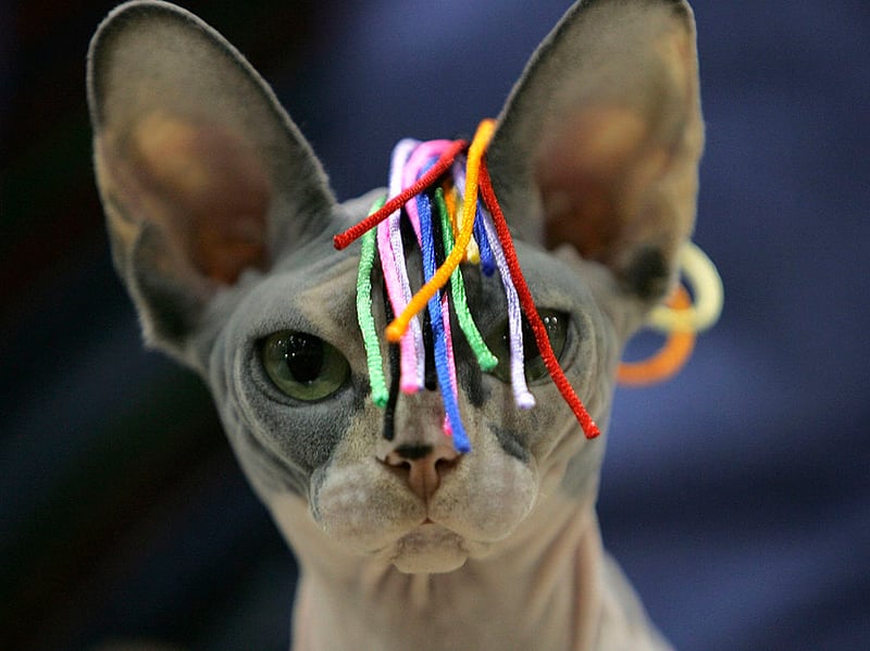 Being pretty much hairless means that the Sphynx can struggle to regulate its body temperature, meaning that these quirky characters are best indoors, where they are protected from the extremes of heat in winter and summer. If you're comfortable in your home then they should be too.