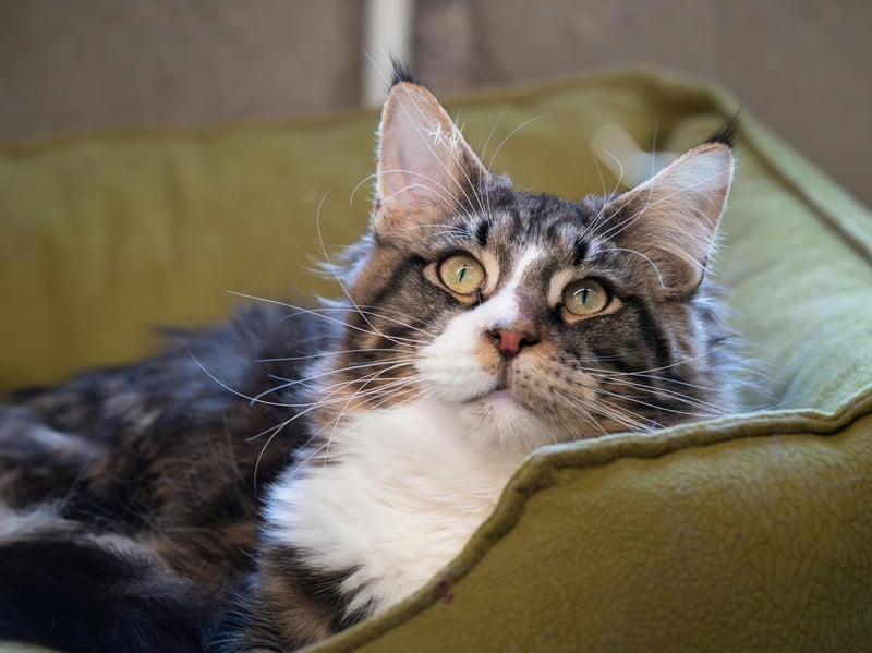 Maine Coons often grow to be real gentle giants but, as long as you have enough space for them to stretch their paws and adventure, they are fine to stay in. Plenty of interactive and fun toys will be highly appreciated by this feline.
