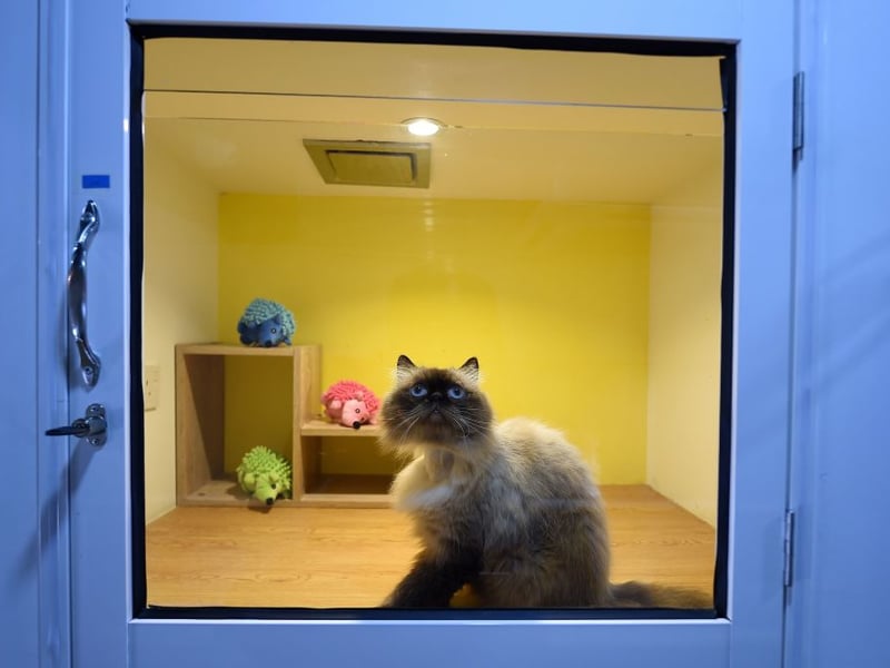 Burmese cats tend to stay as playful in adulthood as they are when they were kittens and just love interaction with humans. They make great house cats, but don't love being left alone regularly for prolongued periods.