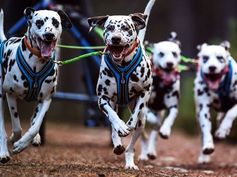 The Dalmation's love for play was used to great effect when they used to perform for delighted circus audiences. Now the spotty dogs are more likely to entertain their human family with their spirited antics.