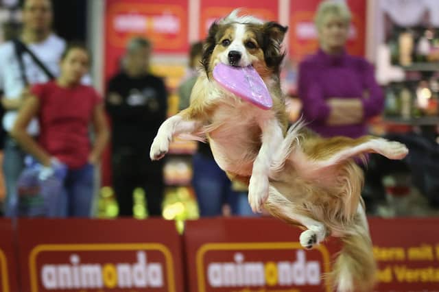 Some dogs just live to play.