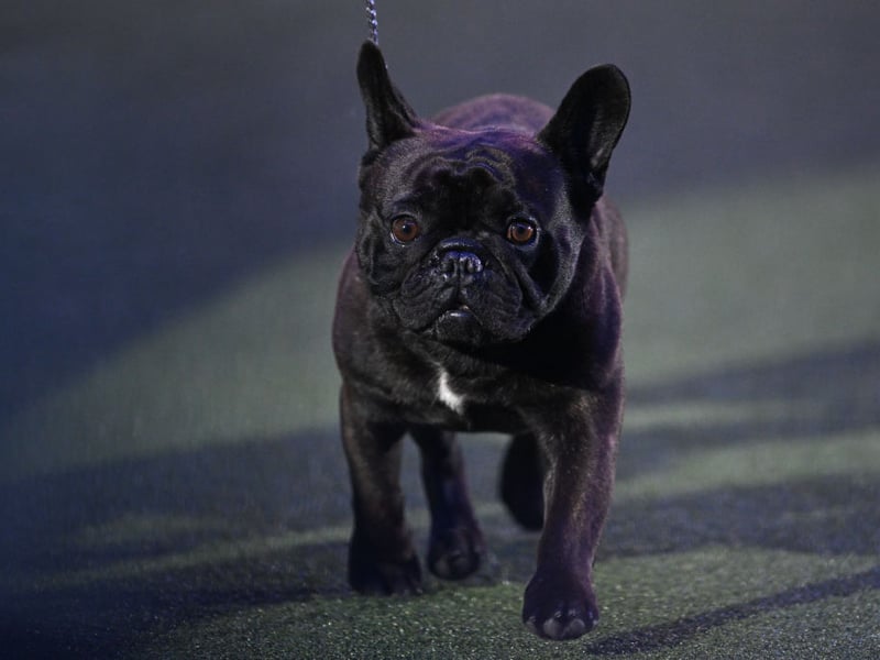 Cheeky and bold, the French Bulldog will not be ignored if it wants to play - which is most of the time. Be careful not to give them too much exercise though, as they are prone to breathing problems. 