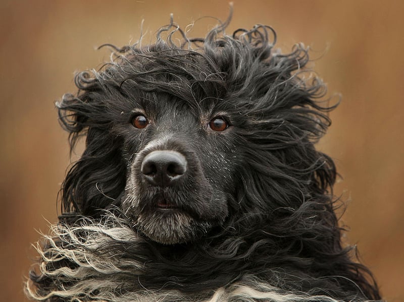 If you are looking for a playing companion for somebody with allergies, the Portuguese Water Dog ticks all the boxes. With a hypoallergenic coat they are unlikely to make you sneeze, but are full of energy and enjoy capering with all ages.