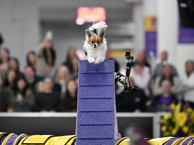 While many see them as traditional lap dogs, few Papillons are happy sitting around all day. They like to be entertained and are full of fun and energy - which can turn into naughty behaviour if left to build up.