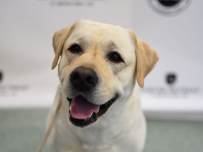Originally bred to help fishermen recover nets, ropes and fish from the chilly waters of the North Atlantic, the Labrador Retriever still loves to fetch things. As anybody who has ever thrown a ball or stick for a Lab will know, you'll tire of the game long before they do.