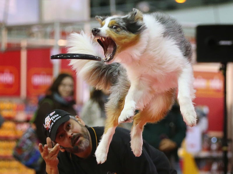 Australian Shepherds are one of the most athletic and agile breeds of dog and they love showing off their skills. If you want a dog that can leap six feet in the air to perfectly catch a swiftly-flying frisbee then this is the breed for you.