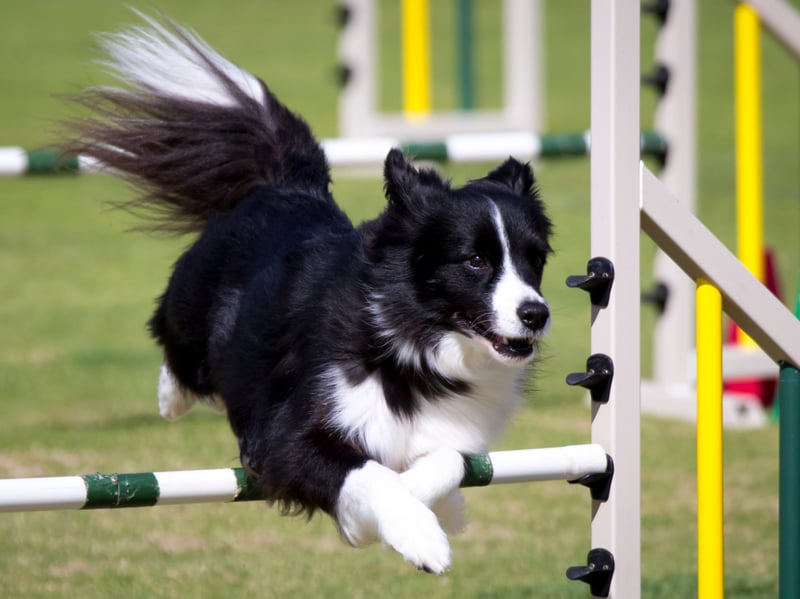Being the world's most intelligent dog means that the Border Collie's brain is constantly active and looking for something to do. Plenty of play is essential to the wellbeing of this inquisitive breed. 